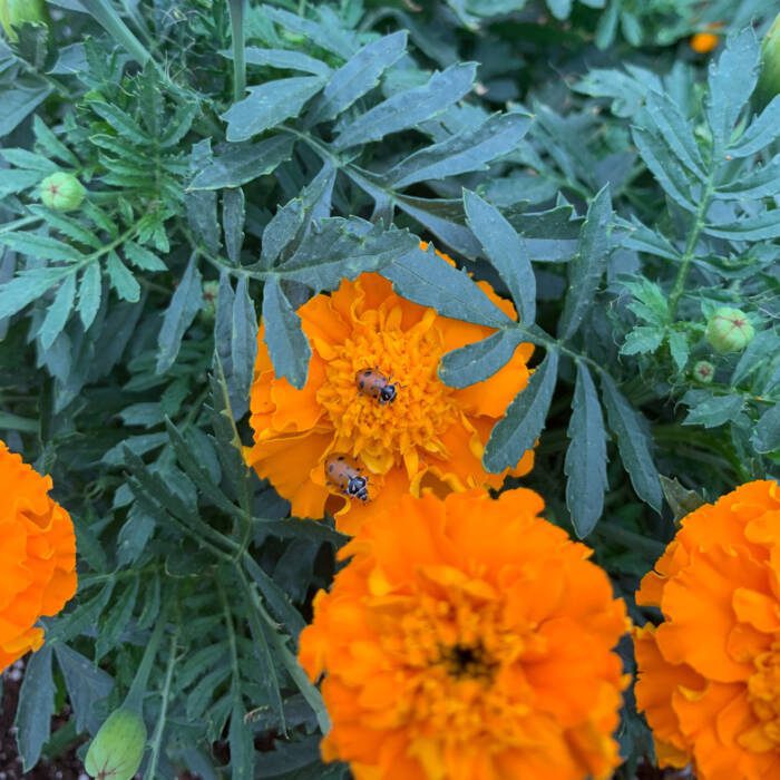 IMG_3623 - Growing Spaces Greenhouses Orange marigolds with two ladybugs looking for aphids to eat