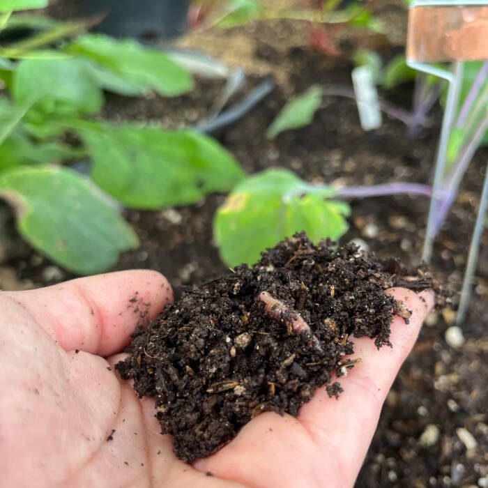 IMG_4074 - Growing Spaces Greenhouses Hand holding a scoop of dark brown moist garden soil rich with organic matter and a worm!