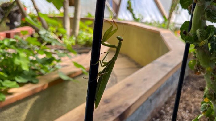 IMG_4154 - Growing Spaces Greenhouses Praying Mantis climbing a trellis in a greenhouse as a biological control in an integrated pest management system