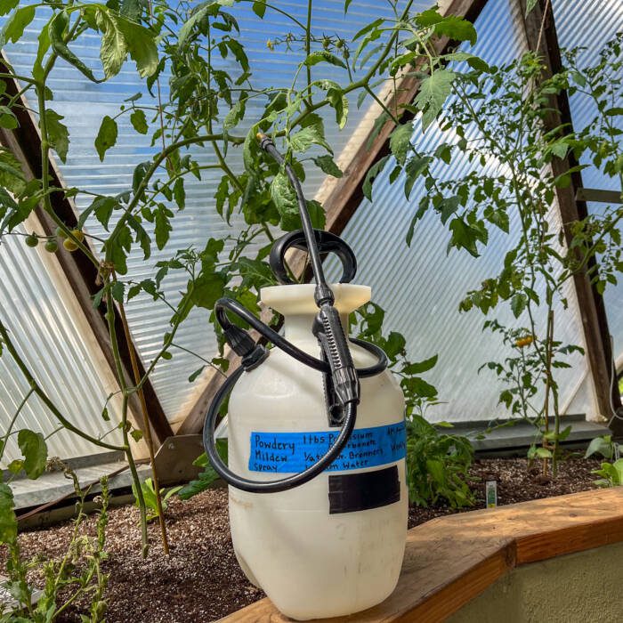 IMG_8106 - Growing Spaces Greenhouses Natural pest control solution of Sodium Bicarbonate, Dr. Bronners, and Water in a 2 gallon spayer