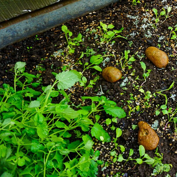 Pagosa-Trip-August-2021-159 - Growing Spaces Greenhouses Potatoes sliced in half with cut side down in a raised garden bed to trap pill bugs