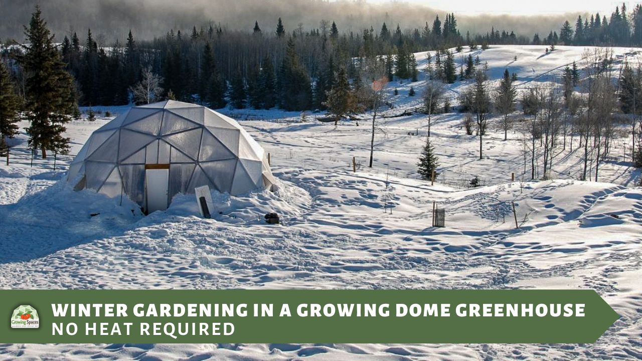 A wintery landscape dotted with evergreens and a Growing Dome greenhouse partially covered in snow
