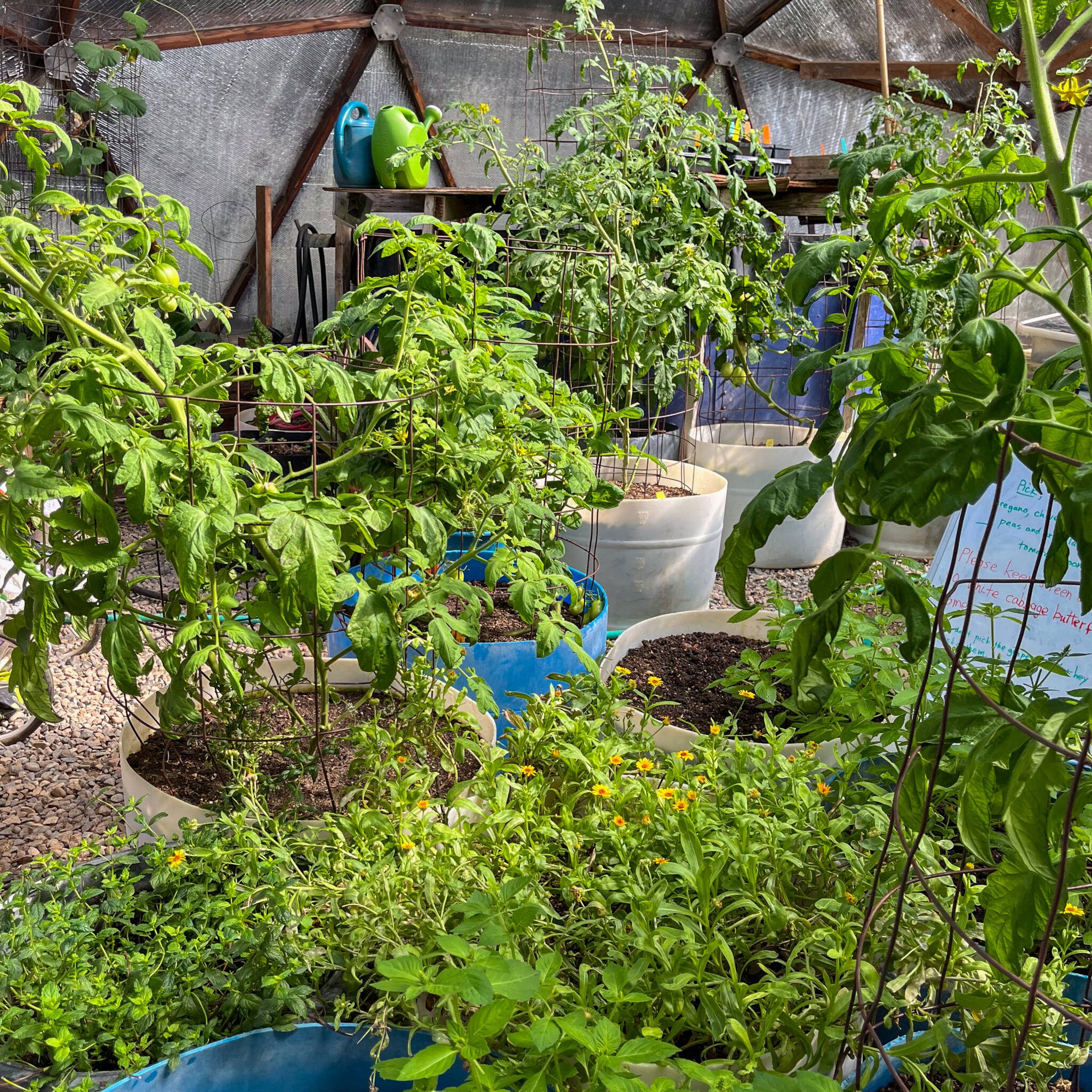 Tomatoes and herbs in pots