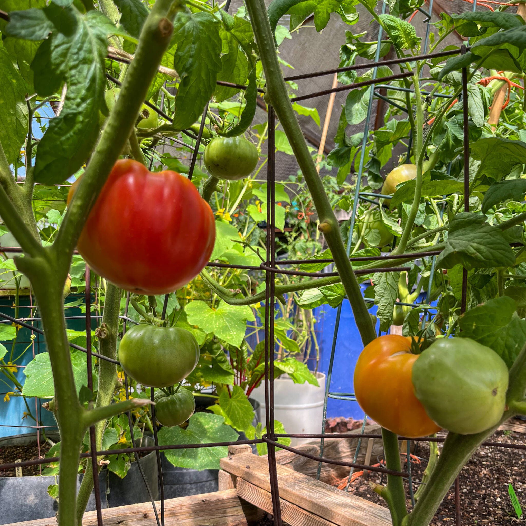 Tomatoes ripening on the vine