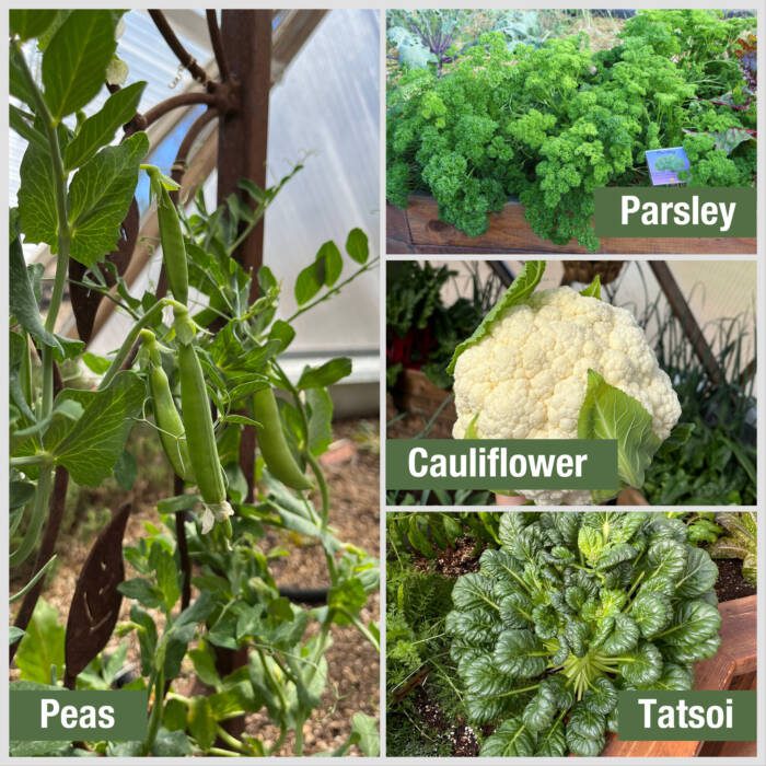 winter crops growing in a Growing Dome: peas, parsley, cauliflower and tatsoi
