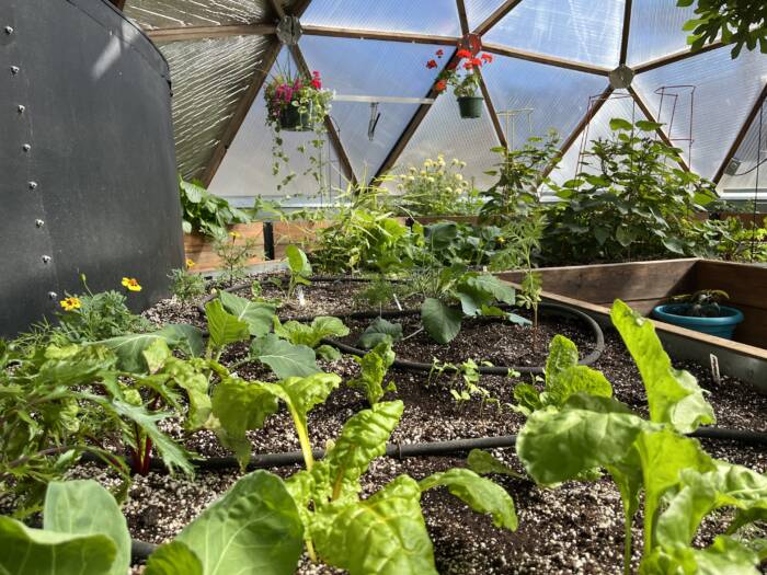 drip irrigation laid out in a raised bed growing greens in a greenhouse makes a useful gift for gardeners