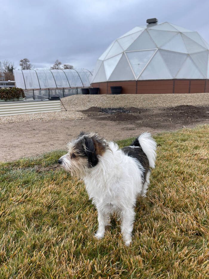 26-foot geodesic greenhouse in Idaho with a hoop house in the background and a dog in the foreground