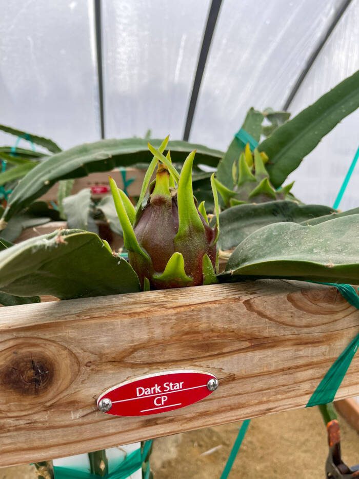 dragon fruit fruiting in a greenhouse labeled dark star cp