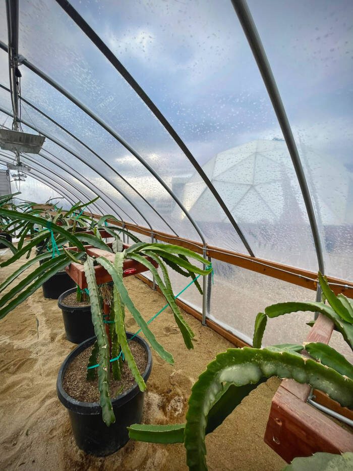 dragon fruit growing in a hoop house and a geodesic greenhouse can be seen outside