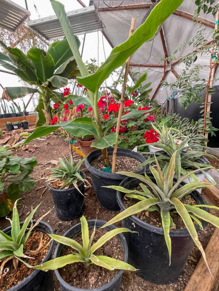 pinapple plants in black nursery pots sitting in a raised bed growing banana trees with red flowers in the background
