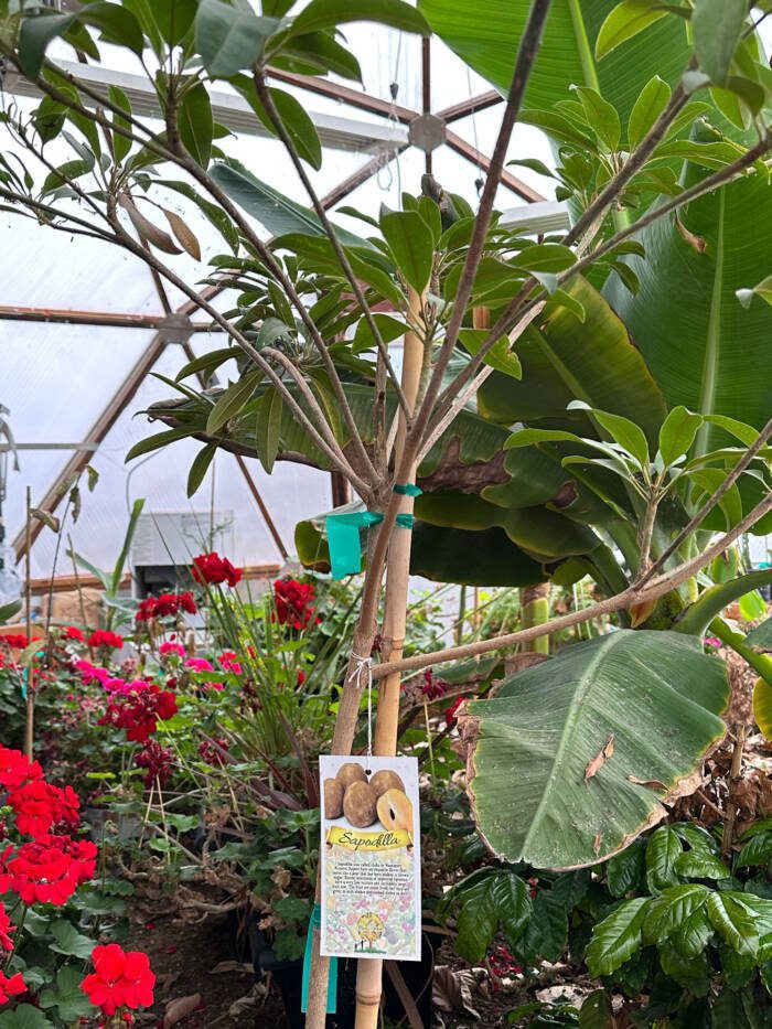 a tree with a tag showing sapodilla fruit banana plants and red geraniums in the background