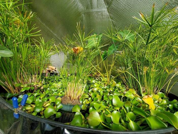 6252021 471990440_10160845965548201_5144533456298956891_n - Growing Spaces Greenhouses lush pond plants grwoing in the water tank