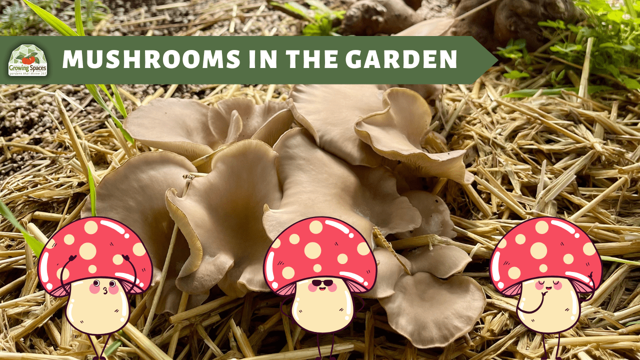 Seed Saving tips and tricks YouTube thumbnail depicting fresh and dried marigolds, and seeds in a jar.