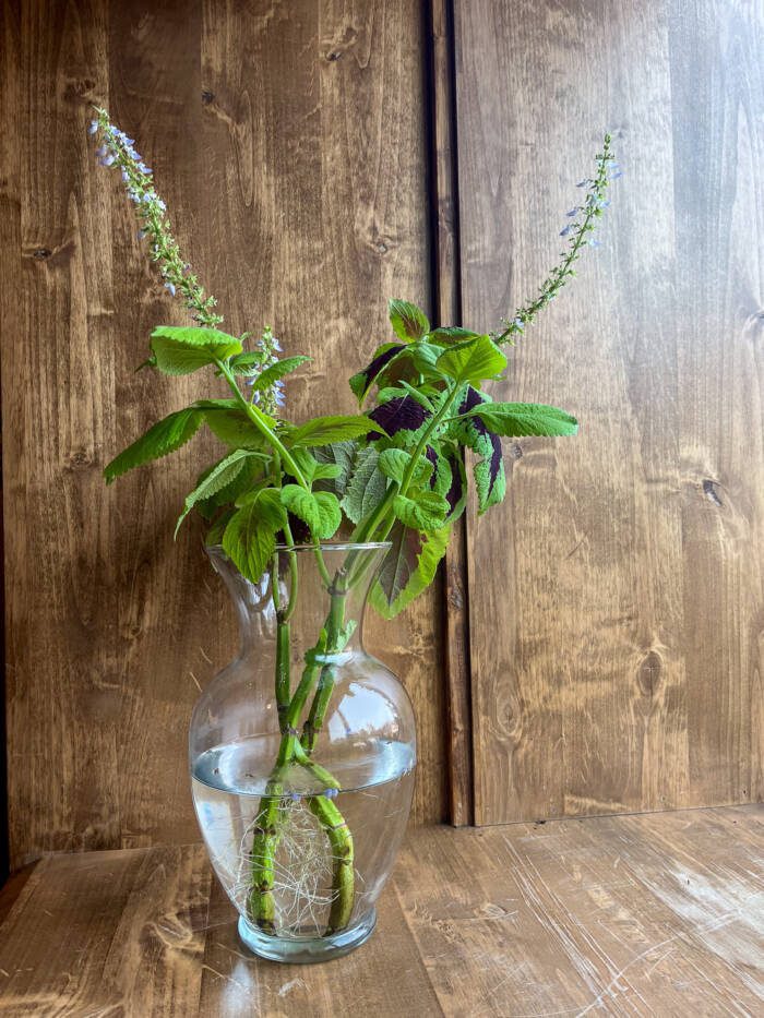 Coleus-Cutting - Growing Spaces Greenhouses coleus cuttings in a vase with water growing new roots