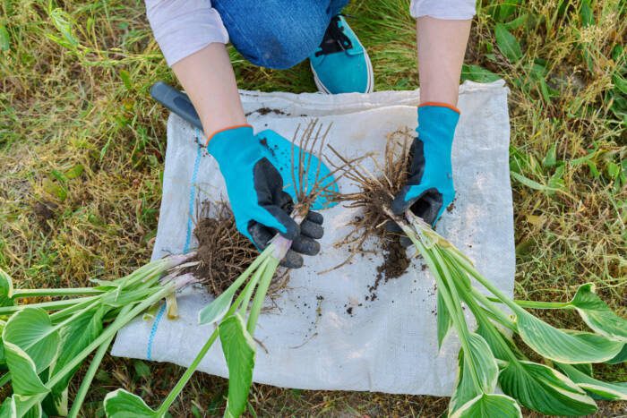 Close-up of spring dividing and planting bush of hosta plant - Growing Spaces Greenhouses Close-up of woman doing spring division of hosta bush.