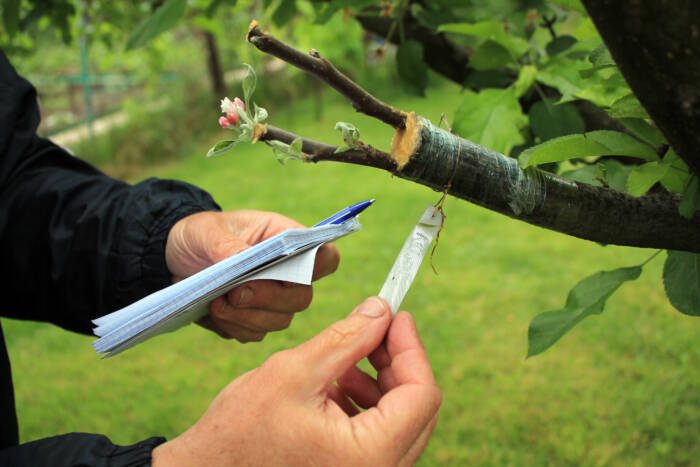 Gardener with notebook and pen in his hands inspections live cuttings at grafting apple tree - Growing Spaces Greenhouses Gardener with notebook and pen in his hands inspections live cuttings at grafting apple tree with growing buds, young leaves, flowers and label.