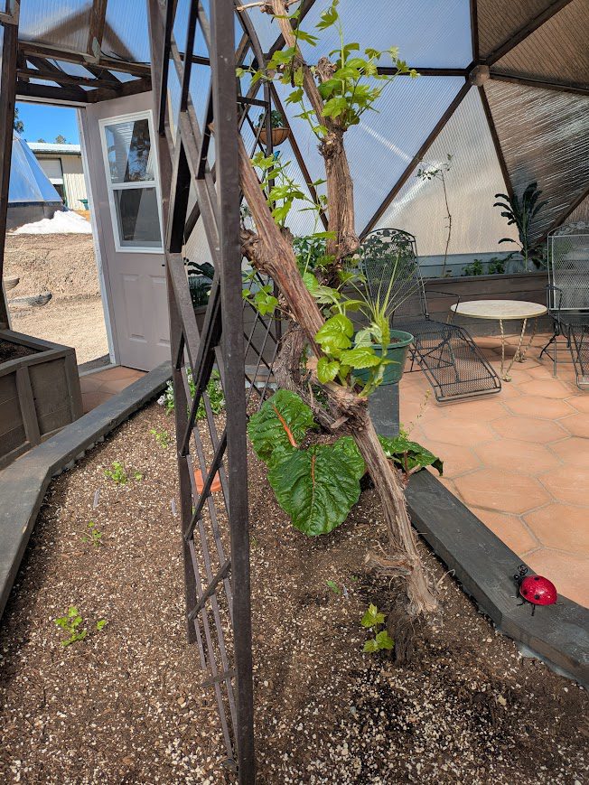 Grape vine 3 PXL_20250325_163525378 - Growing Spaces Greenhouses Grape vine in early spring