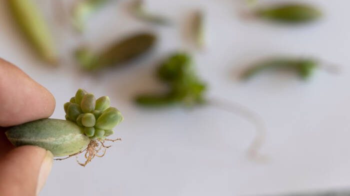 Closeup of a Baby succulent plant with roots sprout from a single succulent leaf with selective focus and blur background - Growing Spaces Greenhouses succulent leaf cutting growing roots
