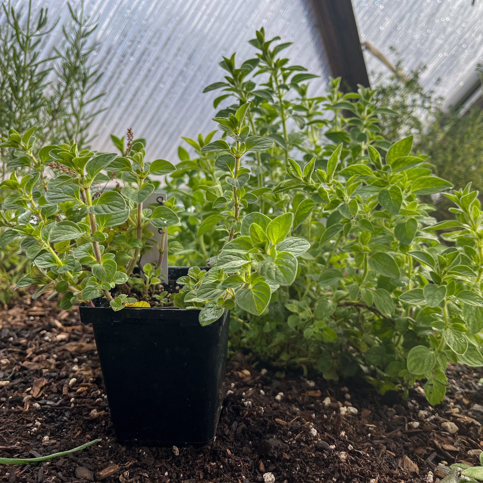 Oragano-Propagation - Growing Spaces Greenhouses Oregano parent plant and a stem cutting potted up next to it in a greenhouse