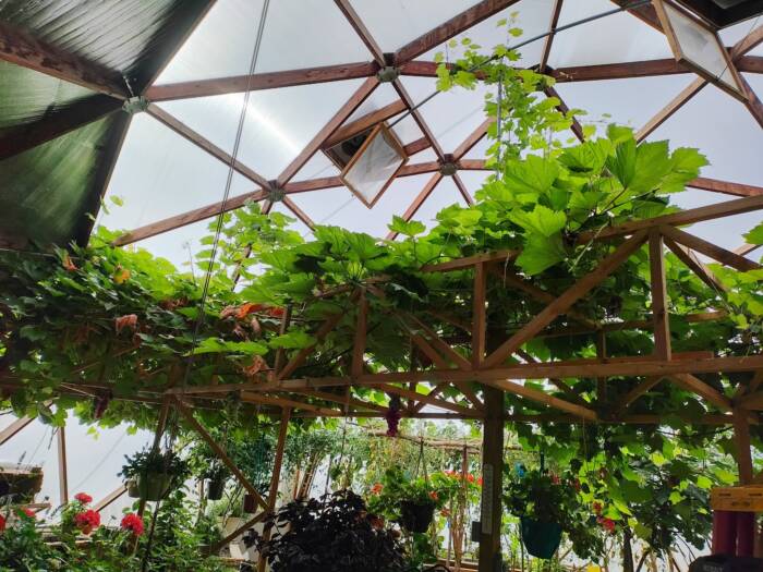 Sappa Creek Dome grape trellis 1 32025 - Growing Spaces Greenhouses Grapevine trellis