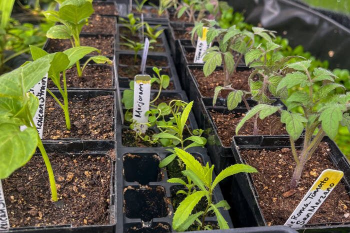 Seedlings - Growing Spaces Greenhouses Seedlings of various plants in nursery pots in a greenhouse