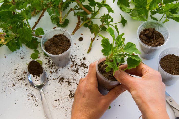 Top view of woman hand rooting the geranium cuttings in the plastic cups DIY gardening crafts ideas - Growing Spaces Greenhouses Top view of woman hand rooting the geranium cuttings in the plastic cups