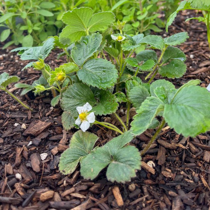 Strawberry - Growing Spaces Greenhouses small strawberry plant with one flower and many green leaves