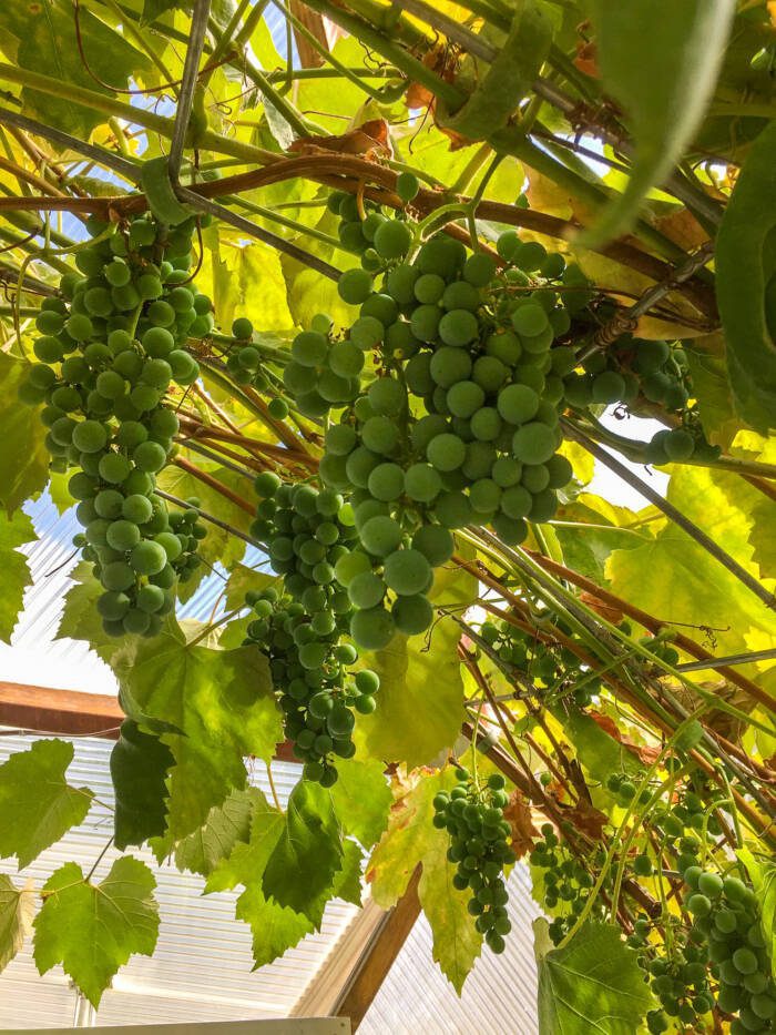 grapes 586133137 - Growing Spaces Greenhouses growing grapes in a dome greenhouse