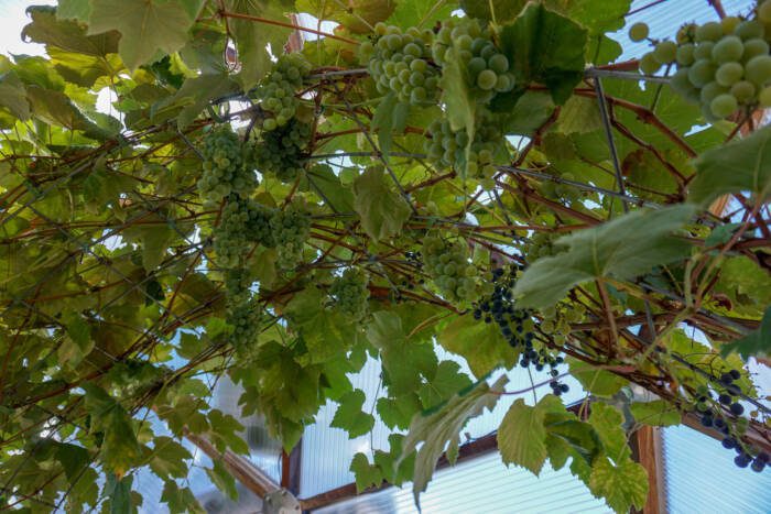 grapevine DSC03233 - Growing Spaces Greenhouses grapevine in a dome greenhouse