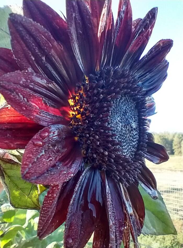 300583566_10221915789508458_3673666495801086334_crop - Growing Spaces Greenhouses sunflower photo credit Tina Jones