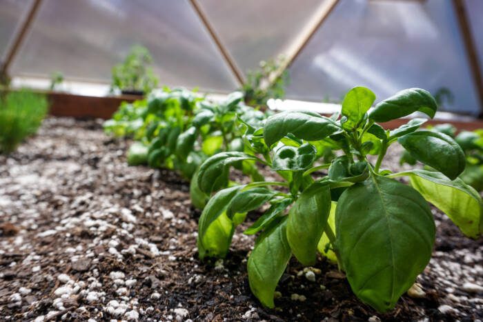 basil DSC01914 - Growing Spaces Greenhouses basil growing in a geodesic dome greenhouse