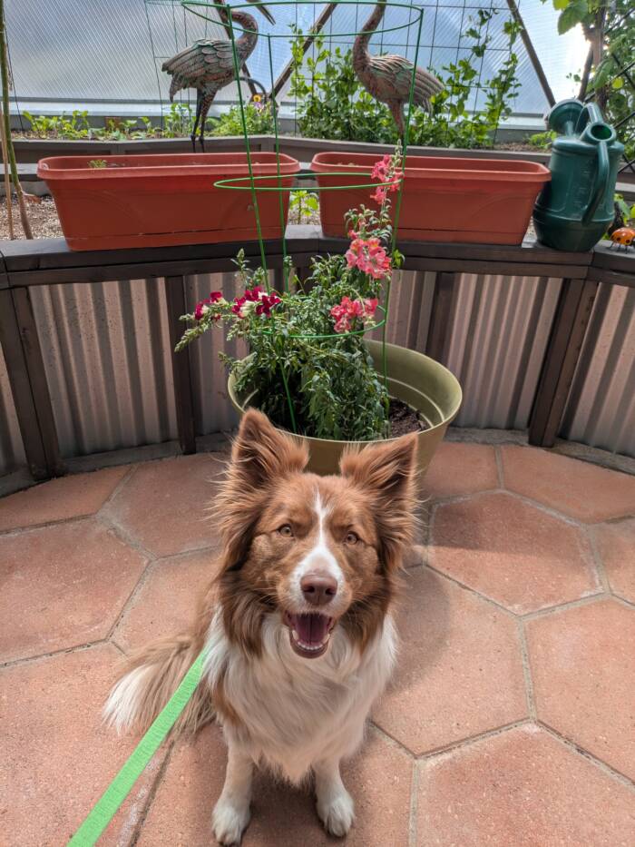snapdragon PXL_20250409_184007670 - Growing Spaces Greenhouses sanpdragons and Maple the red border collie posing in front of them inside our 33' grow dome