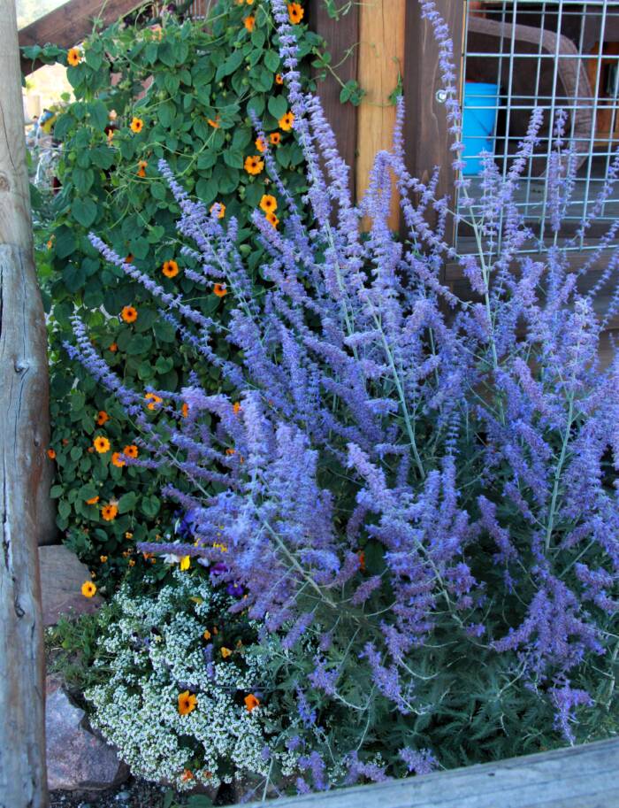Russian sage IMG_0525 crop - Growing Spaces Greenhouses Russian Sage photo credit Tina Jones