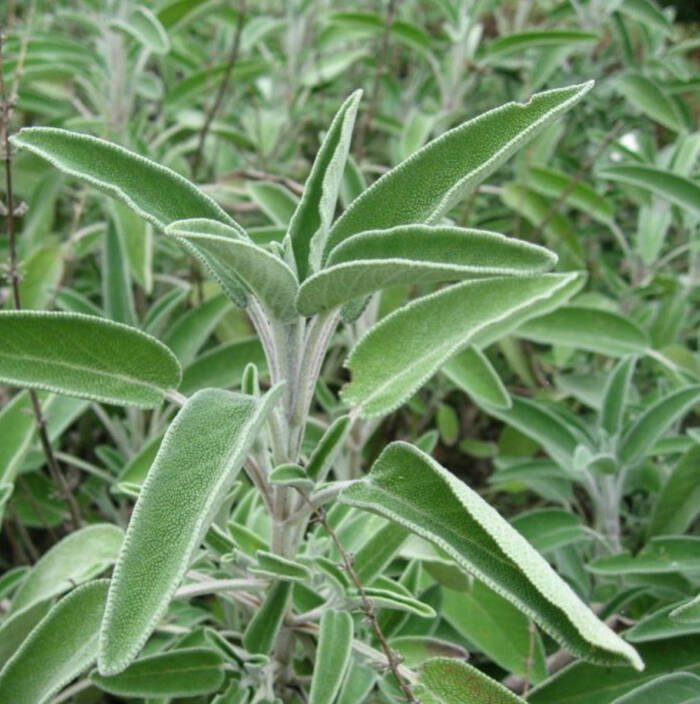 Screenshot - Growing Spaces Greenhouses salvia or sage