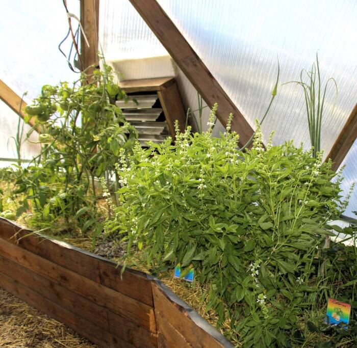basil and tomato 3768 - Growing Spaces Greenhouses tomato and basil companion planting