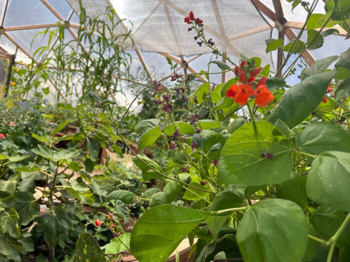 beans and corn IMG_3369 - Growing Spaces Greenhouses Beans and corn growing together in a growing dome