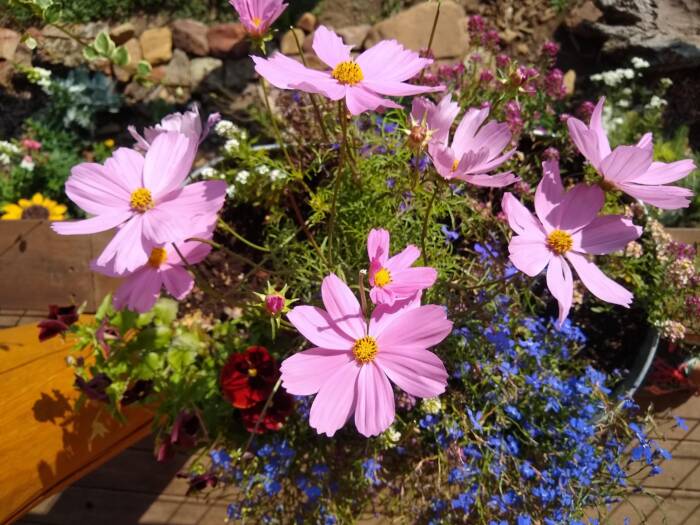 cosmos Tina IMG_20210807_091913004 - Growing Spaces Greenhouses cosmos in a garden photo credit Tina Jones