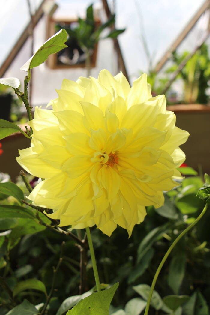 dahlia 33 IMG_3791 - Growing Spaces Greenhouses yellow dinnerplate dahlia