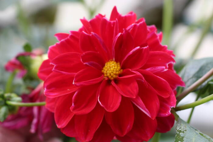 dahlia IMG_2459 - Growing Spaces Greenhouses red dahlia