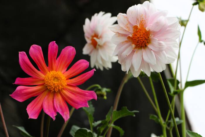 dahlia IMG_2471 - Growing Spaces Greenhouses what's blooming in your greenhouse? dahlias