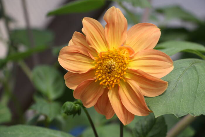 dahlia IMG_2806 - Growing Spaces Greenhouses peach dahlia