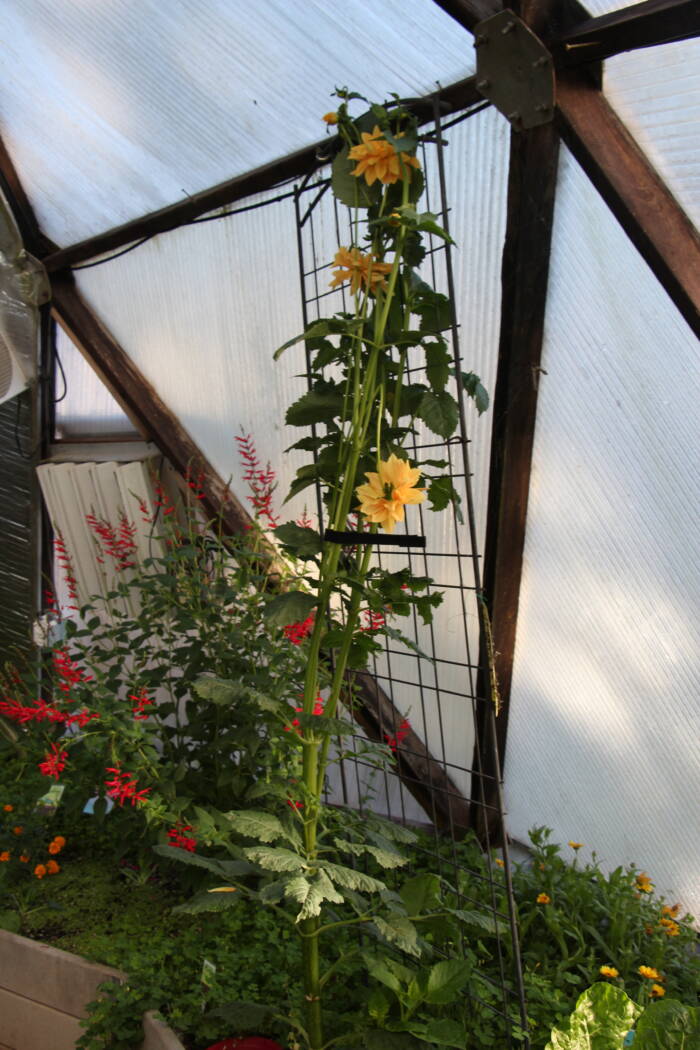 dahlia IMG_3638 - Growing Spaces Greenhouses tall dahlias growing against a trellis in a geodesic greenhouse