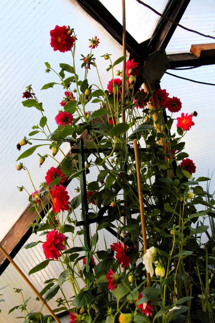 dahlia IMG_3646 - Growing Spaces Greenhouses dahlia flowers in a growing dome greenhouse