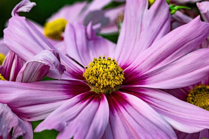flower-7361976_1280 - Growing Spaces Greenhouses cosmos Pixaby photo