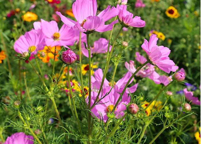 garden-cosmos-7350928_1280 - Growing Spaces Greenhouses cosmos Pixabay photo