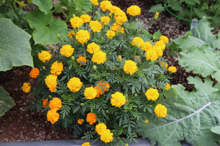 marigold IMG_2266 - Growing Spaces Greenhouses marigolds growing in a dome