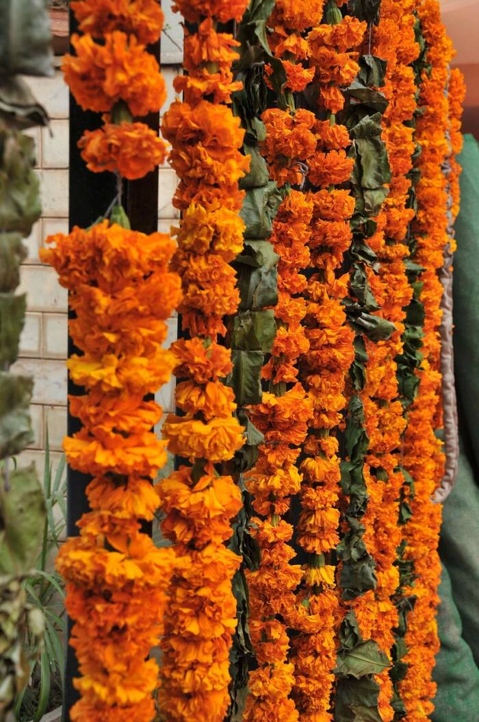 marigold garlands-366345_1280 - Growing Spaces Greenhouses marigold garland