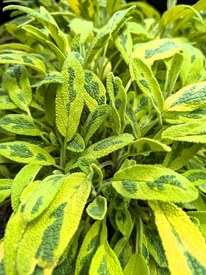 salvia or sage PXL_20250409_192952556 - Growing Spaces Greenhouses salvia or sage