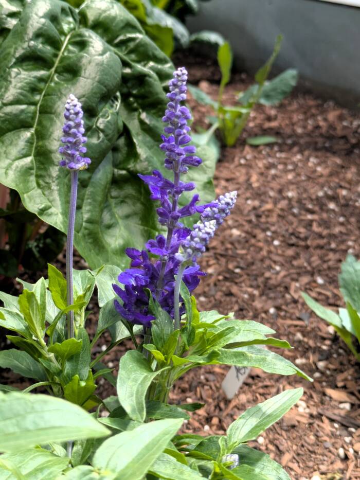 salvia or sage PXL_20250409_193324979 - Growing Spaces Greenhouses salvia or sage