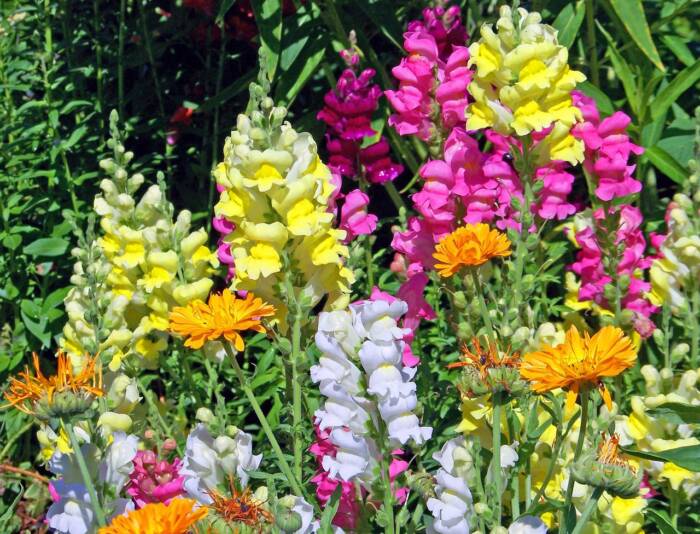 snapdragon-20809_1280 - Growing Spaces Greenhouses snapdragons Pixabay photo